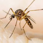 Invasive mosquitoes found in six places in Santa Clara County