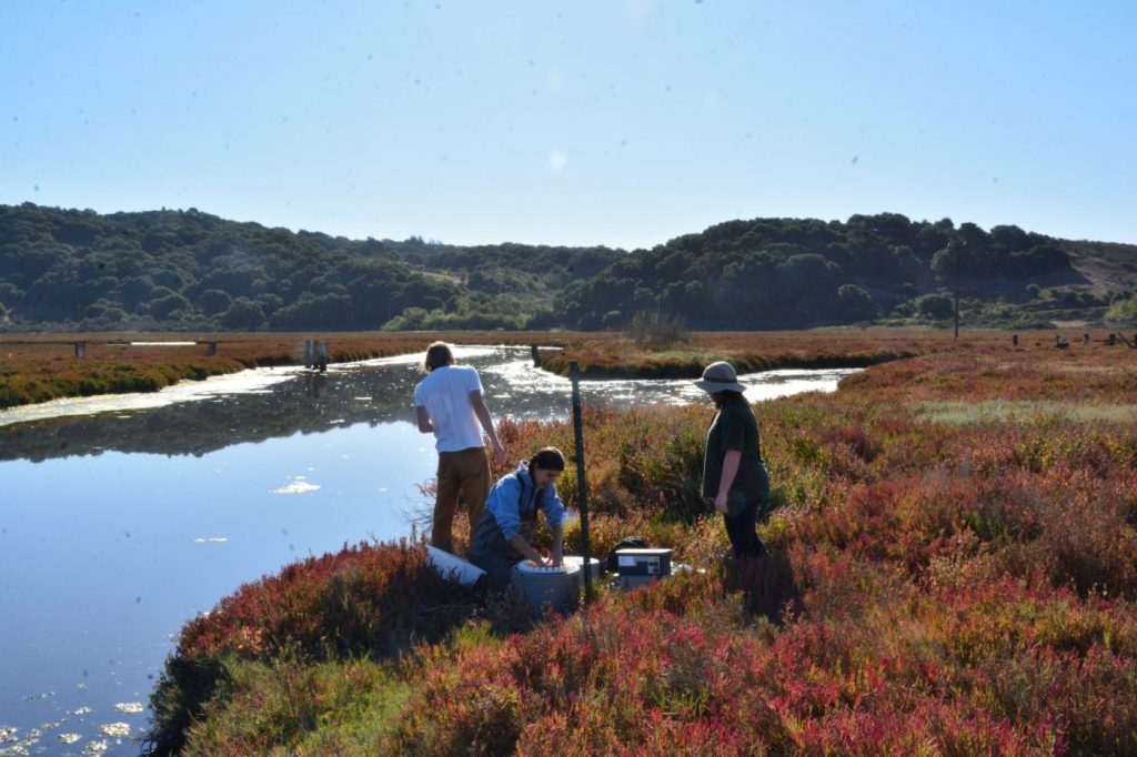 Stuck in the muck: Scientists study carbon trapped by Elkhorn Slough