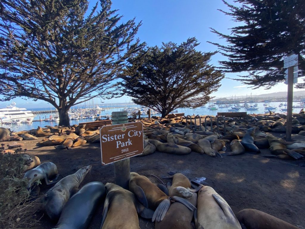 Finding Sanctuary: The season of the California sea lion