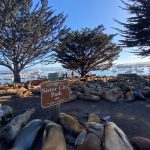 Finding Sanctuary: The season of the California sea lion