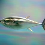 Pacific bluefin tuna are swimming toward sustainability