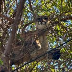 ‘Cat up a tree’ call leads to capture and relocation of California mountain lion