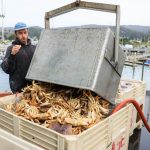 California’s Dungeness crab season delayed again