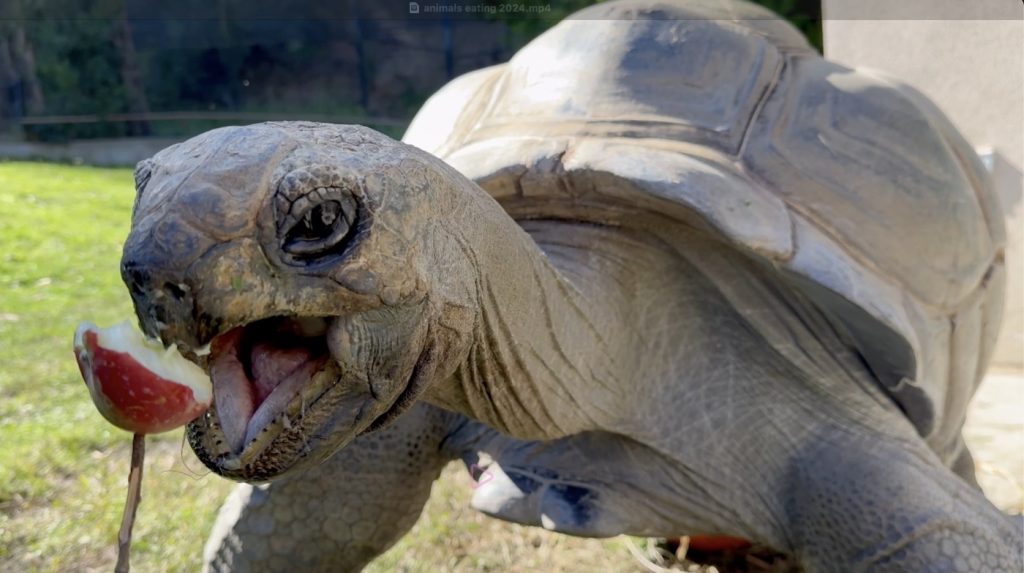 Watch: Animals at Oakland Zoo enjoy Thanksgiving feast