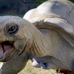 Watch: Animals at Oakland Zoo enjoy Thanksgiving feast