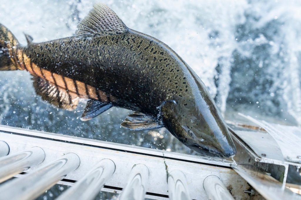 Go, fish: Chinook Salmon population rebounding in Mokelumne River