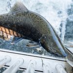 Go, fish: Chinook Salmon population rebounding in Mokelumne River