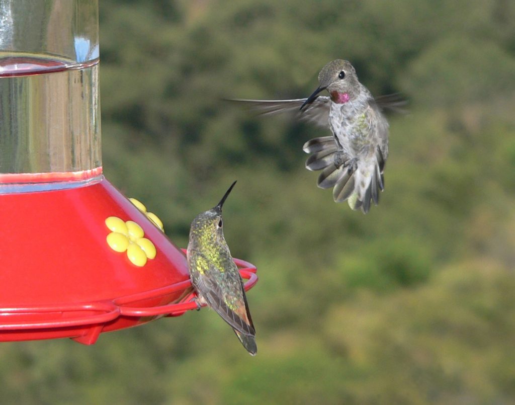 Why can’t Oakland hummingbird decide whether to sit or hover at the feeder?