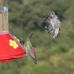 Why can’t Oakland hummingbird decide whether to sit or hover at the feeder?