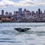 Philp: S.F. uses ocean as its toilet and wants to flush a key environmental law