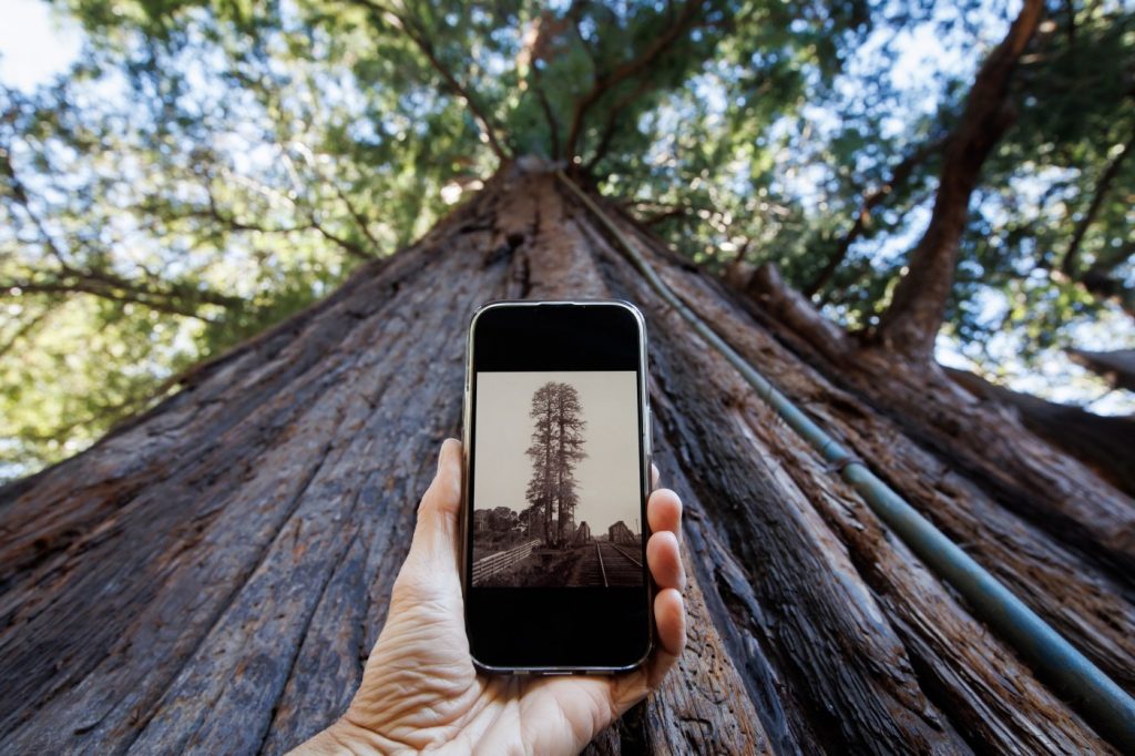 Palo Alto’s famed tree: How its ‘facts’ are totally wrong