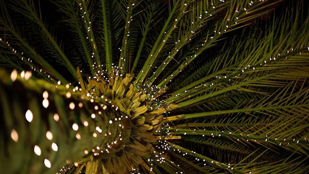 Add a tropical twist with the best Christmas palm trees