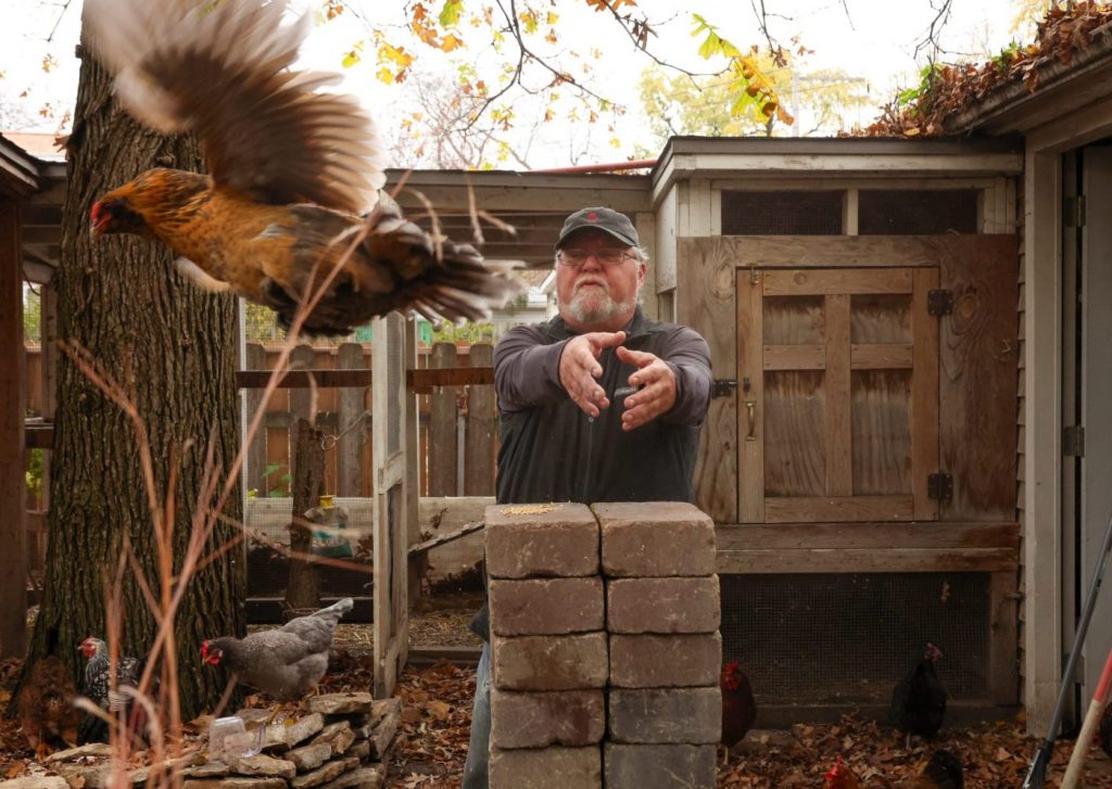 Why did the chicken with a broken wing cross a Chicago road? To be rescued, it turns out